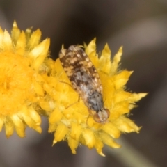 Austrotephritis poenia at Latham, ACT - 3 Dec 2023