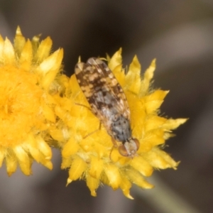 Austrotephritis poenia at Latham, ACT - 3 Dec 2023