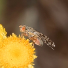 Austrotephritis poenia (Australian Fruit Fly) at Latham, ACT - 3 Dec 2023 by kasiaaus