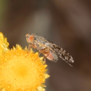 Austrotephritis poenia at Latham, ACT - 3 Dec 2023