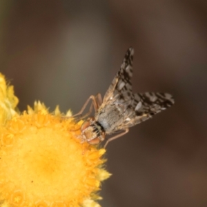 Austrotephritis poenia at Latham, ACT - 3 Dec 2023