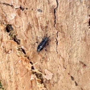 Tettigoniidae (family) at Aranda, ACT - 3 Dec 2023