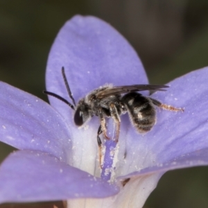 Lasioglossum (Chilalictus) sp. (genus & subgenus) at Latham, ACT - 3 Dec 2023