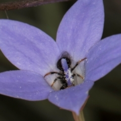 Lasioglossum (Chilalictus) sp. (genus & subgenus) at Latham, ACT - 3 Dec 2023 03:34 PM