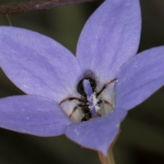 Lasioglossum (Chilalictus) sp. (genus & subgenus) at Blue Devil Grassland, Umbagong Park (BDG) - 3 Dec 2023