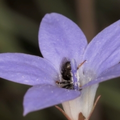 Lasioglossum (Chilalictus) sp. (genus & subgenus) at Latham, ACT - 3 Dec 2023