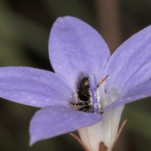 Lasioglossum (Chilalictus) sp. (genus & subgenus) at Latham, ACT - 3 Dec 2023 03:34 PM