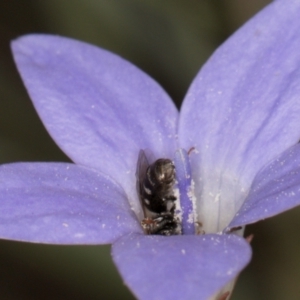 Lasioglossum (Chilalictus) sp. (genus & subgenus) at Blue Devil Grassland, Umbagong Park (BDG) - 3 Dec 2023