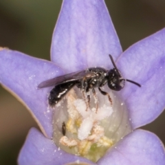 Lasioglossum sp. (genus) (Furrow Bee) at Blue Devil Grassland, Umbagong Park (BDG) - 3 Dec 2023 by kasiaaus