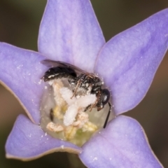 Lasioglossum sp. (genus) at Latham, ACT - 3 Dec 2023 03:37 PM