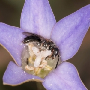 Lasioglossum sp. (genus) at Latham, ACT - 3 Dec 2023 03:37 PM