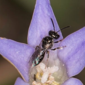 Lasioglossum sp. (genus) at Latham, ACT - 3 Dec 2023 03:37 PM