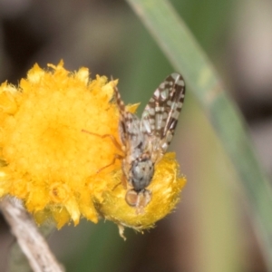 Austrotephritis poenia at Latham, ACT - 3 Dec 2023