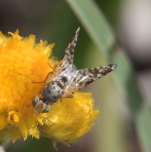 Austrotephritis poenia at Latham, ACT - 3 Dec 2023