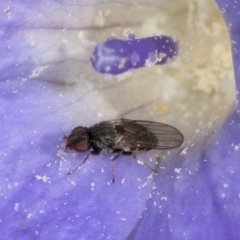 Unidentified Other true fly at Blue Devil Grassland, Umbagong Park (BDG) - 3 Dec 2023 by kasiaaus