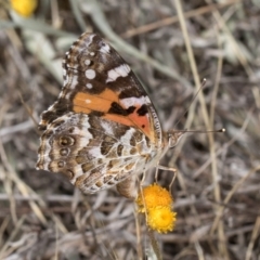 Vanessa kershawi (Australian Painted Lady) at Blue Devil Grassland, Umbagong Park (BDG) - 3 Dec 2023 by kasiaaus