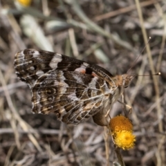 Vanessa kershawi at Blue Devil Grassland, Umbagong Park (BDG) - 3 Dec 2023