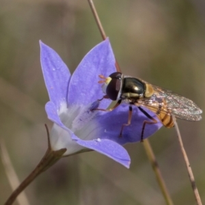 Simosyrphus grandicornis at Blue Devil Grassland, Umbagong Park (BDG) - 3 Dec 2023