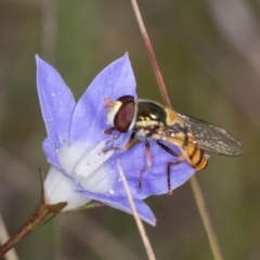 Simosyrphus grandicornis at Latham, ACT - 3 Dec 2023 03:48 PM