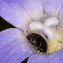 Aethina sp. (genus) (Sap beetle) at Latham, ACT - 3 Dec 2023 by kasiaaus