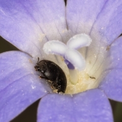 Aethina sp. (genus) at Blue Devil Grassland, Umbagong Park (BDG) - 3 Dec 2023