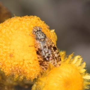 Austrotephritis poenia at Latham, ACT - 3 Dec 2023