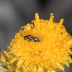 Chalcidoidea (superfamily) (A gall wasp or Chalcid wasp) at Blue Devil Grassland, Umbagong Park (BDG) - 3 Dec 2023 by kasiaaus