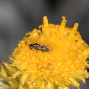 Chalcidoidea (superfamily) at Latham, ACT - 3 Dec 2023