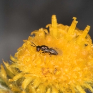 Chalcidoidea (superfamily) at Blue Devil Grassland, Umbagong Park (BDG) - 3 Dec 2023