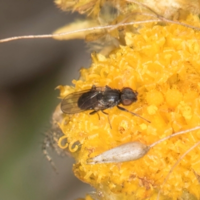 Unidentified Other true fly at Blue Devil Grassland, Umbagong Park (BDG) - 3 Dec 2023 by kasiaaus