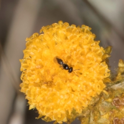 Chalcidoidea (superfamily) (A gall wasp or Chalcid wasp) at Latham, ACT - 3 Dec 2023 by kasiaaus