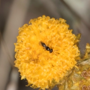 Chalcidoidea (superfamily) at Blue Devil Grassland, Umbagong Park (BDG) - 3 Dec 2023