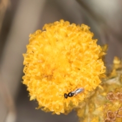 Chalcidoidea (superfamily) at Blue Devil Grassland, Umbagong Park (BDG) - 3 Dec 2023