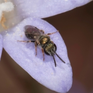 Lasioglossum (Chilalictus) cognatum at Latham, ACT - 3 Dec 2023 04:08 PM