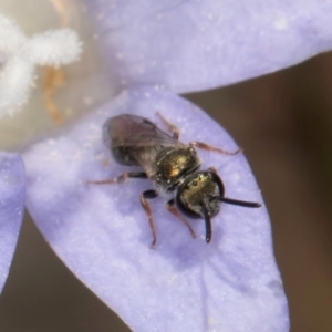 Lasioglossum (Chilalictus) cognatum at Blue Devil Grassland, Umbagong Park (BDG) - 3 Dec 2023