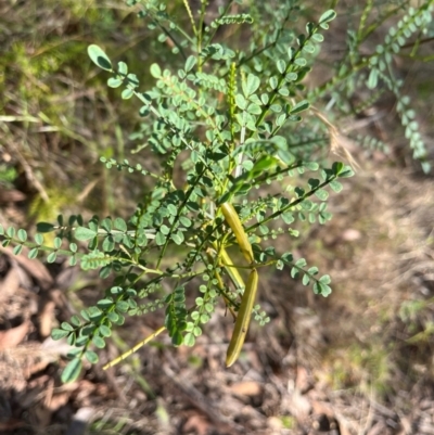Indigofera adesmiifolia (Tick Indigo) at Burrinjuck, NSW - 3 Dec 2023 by sduus