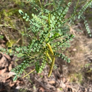 Indigofera adesmiifolia (Tick Indigo) at Burrinjuck, NSW by Sonya_Duus