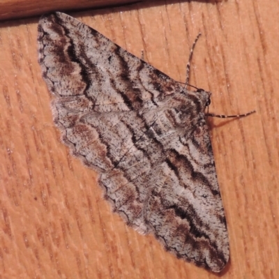 Gastrinodes bitaeniaria (Buff Bark Moth) at Pollinator-friendly garden Conder - 1 Oct 2023 by michaelb