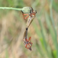 Unidentified Robber fly (Asilidae) at Higgins, ACT - 3 Dec 2023 by AlisonMilton