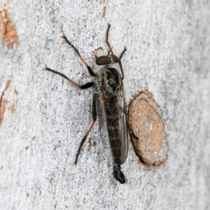 Cerdistus sp. (genus) at Higgins, ACT - 4 Dec 2023 08:32 AM