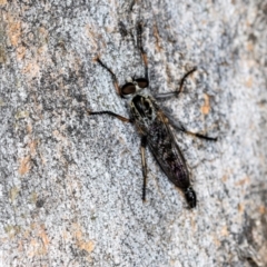 Cerdistus sp. (genus) (Slender Robber Fly) at Higgins, ACT - 3 Dec 2023 by AlisonMilton