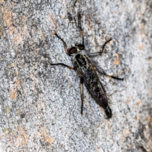 Cerdistus sp. (genus) at Higgins, ACT - 4 Dec 2023