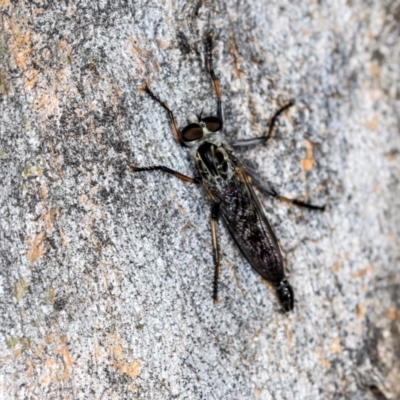 Unidentified Robber fly (Asilidae) at Higgins, ACT - 3 Dec 2023 by AlisonMilton