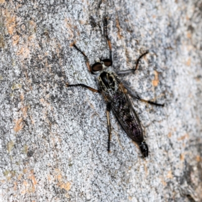 Cerdistus sp. (genus) (Slender Robber Fly) at Higgins, ACT - 3 Dec 2023 by AlisonMilton