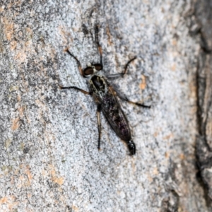 Cerdistus sp. (genus) at Higgins, ACT - 4 Dec 2023