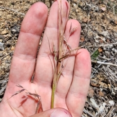 Hyparrhenia hirta (Coolatai Grass) at Kaleen, ACT - 4 Dec 2023 by HarleyB