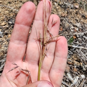 Hyparrhenia hirta at O'Connor Ridge to Gungahlin Grasslands - 4 Dec 2023 11:53 AM