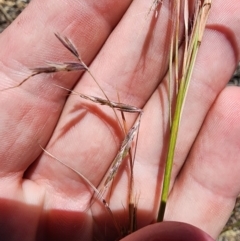 Hyparrhenia hirta at O'Connor Ridge to Gungahlin Grasslands - 4 Dec 2023 11:53 AM