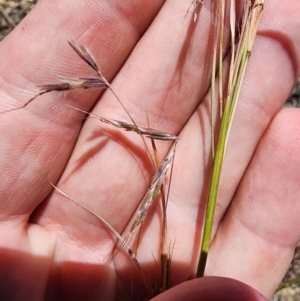 Hyparrhenia hirta at O'Connor Ridge to Gungahlin Grasslands - 4 Dec 2023 11:53 AM