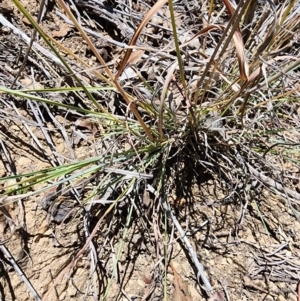 Hyparrhenia hirta at O'Connor Ridge to Gungahlin Grasslands - 4 Dec 2023